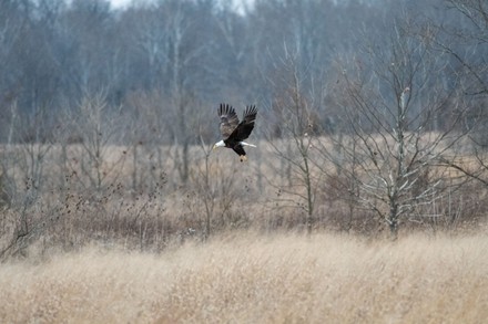 Mature Bald Eagle Hunting Prey Seen Editorial Stock Photo - Stock Image