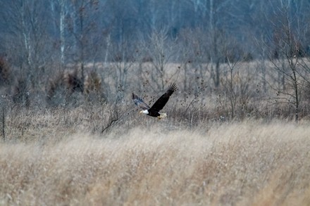 Mature Bald Eagle Hunting Prey Seen Editorial Stock Photo - Stock Image