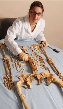 Remains Viking Warriors Found Mass Grave Editorial Stock Photo - Stock ...