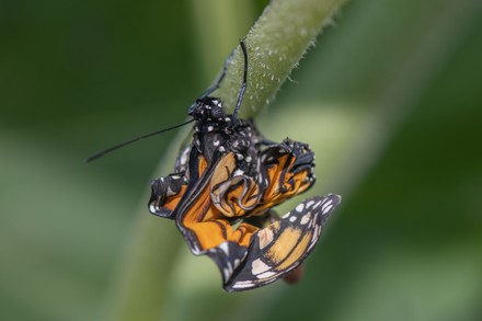 Newly Hatched Monarch Butterfly Crumpled Wings Editorial Stock Photo ...