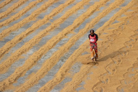 Hundreds Thousands Grains Rice Raked Into Editorial Stock Photo - Stock ...