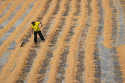 Hundreds Thousands Grains Rice Raked Into Editorial Stock Photo - Stock ...