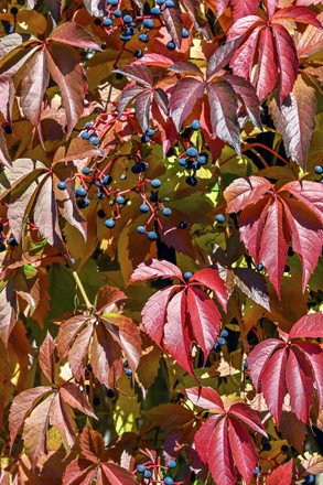 Overgrowth Vines Virginia Creeper Parthenocissus Quinquefolia Editorial ...