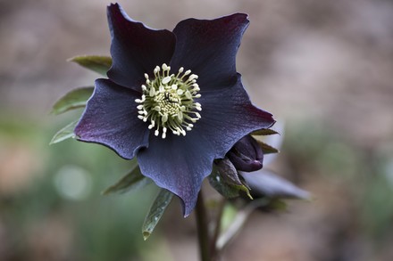Lenzrose Helleborus Orientalis Early Purple Emsland Editorial Stock