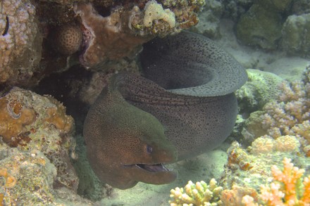 BLACK CORAL