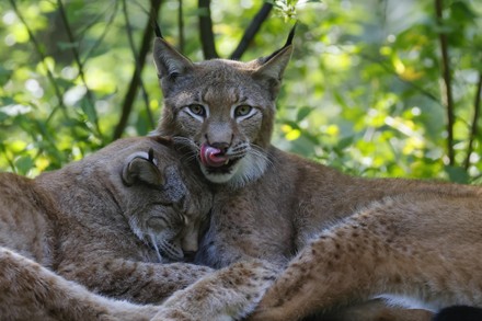 Eurasian Lynxes Lynx Lynx Cuddling Lynx Editorial Stock Photo - Stock ...