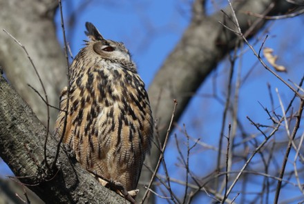 Flaco Eurasian Eagle Owl Who Escaped Editorial Stock Photo - Stock ...