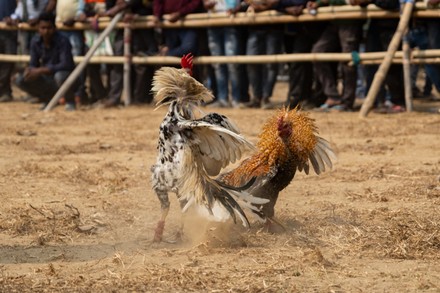 One Biggest Morog Lorai Cock Fight Editorial Stock Photo - Stock Image