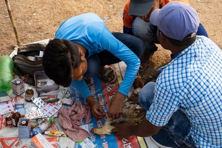 One Biggest Morog Lorai Cock Fight Editorial Stock Photo - Stock Image