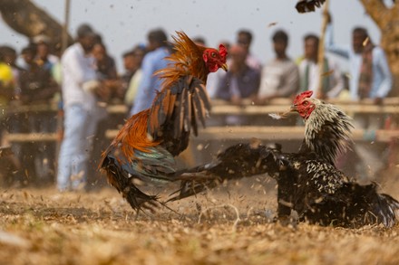 One Biggest Morog Lorai Cock Fight Editorial Stock Photo - Stock Image