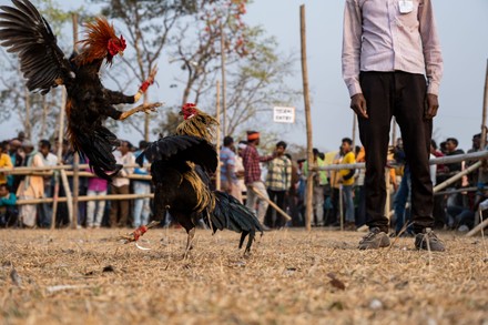 One Biggest Morog Lorai Cock Fight Editorial Stock Photo - Stock Image