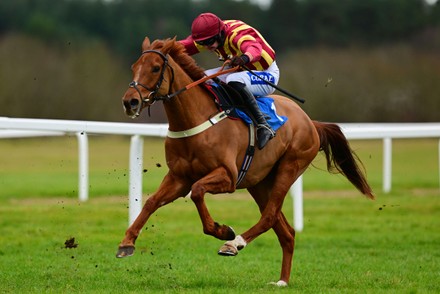 exeter races Stock Photos (Exclusive) | Shutterstock