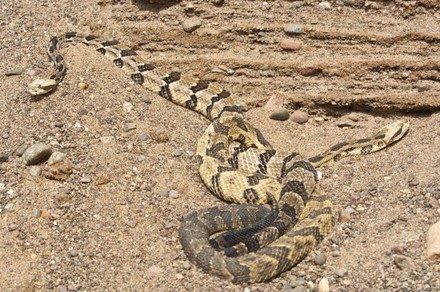 11 Crotalus horridus Stock Pictures, Editorial Images and Stock Photos ...