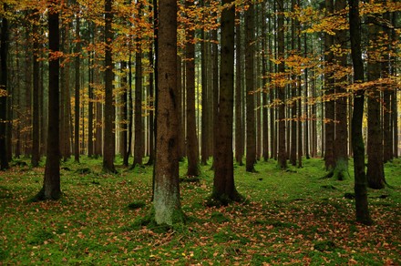 Mixed Forest Autumn Westeliche Waelder Nature Editorial Stock Photo ...