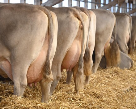 Brown Swiss Dairy Cows Udder Editorial Stock Photo - Stock Image