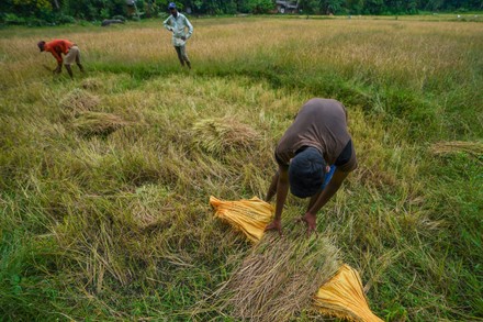 Sri Lankan Farmers Harvest Paddy On Editorial Stock Photo - Stock Image ...