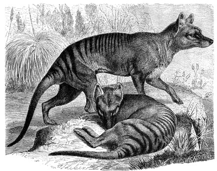 Tasmanian Wolf Thylacinus Cynocephalus Called Tasmanian Editorial Stock ...