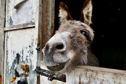 Donkeys Island Farm Sanctuary Rain Editorial Stock Photo - Stock Image ...