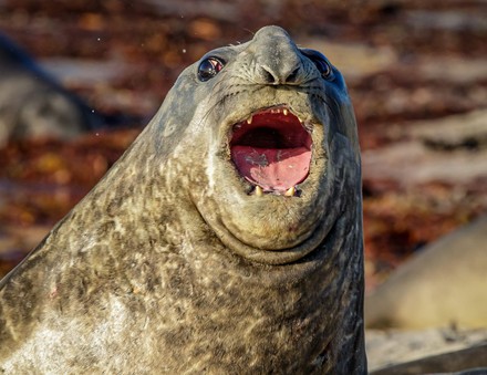 Group Elephant Seals Appear Be Laughing Editorial Stock Photo - Stock ...