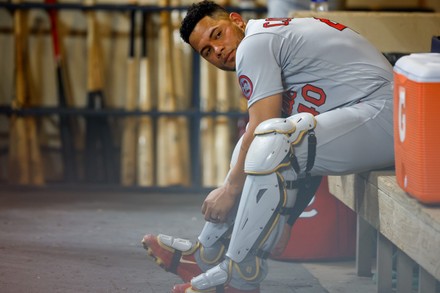 St Louis Cardinals Catcher Willson Contreras Editorial Stock Photo - Stock  Image
