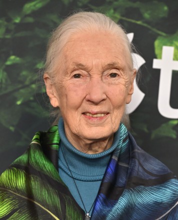 Jane Goodall Editorial Stock Photo - Stock Image Shutterstock