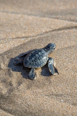 Newly Hatched Sea Turtle Makes Way Editorial Stock Photo - Stock Image ...