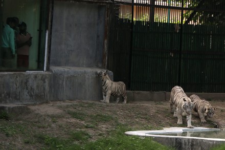 White Tiger Cubs Their Mother After Editorial Stock Photo - Stock Image ...