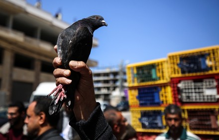 500 Palestine israel conflict 2023 Stock Pictures, Editorial Images and