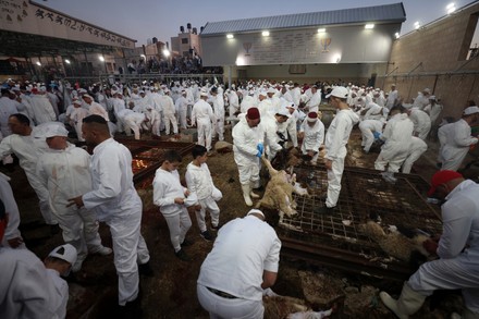 Members Ancient Samaritan Community Prepare Sheep Editorial Stock Photo ...