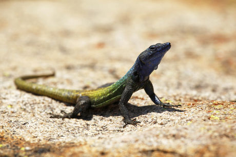 Broadleys Flat Lizard Platysaurus Broadleyi Rhodesmatopos Editorial