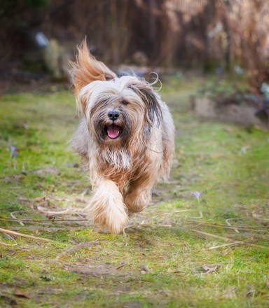 Tibetan terrier hot sale hairy dogs