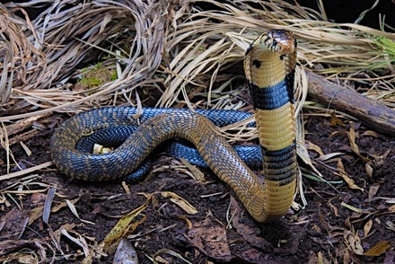 Bush viper (Atheris squamigera), animal portrait, captive, Congo