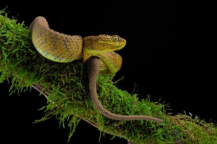 Bush viper (Atheris squamigera), animal portrait, captive, Congo