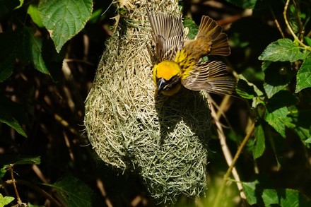 10 Birds That Build Hanging Nests