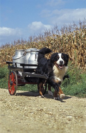 Bernese Mountain Dog Pulling Cart Milk Foto de stock de contenido