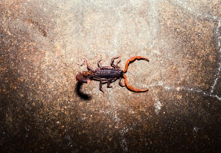 Simon Scorpion