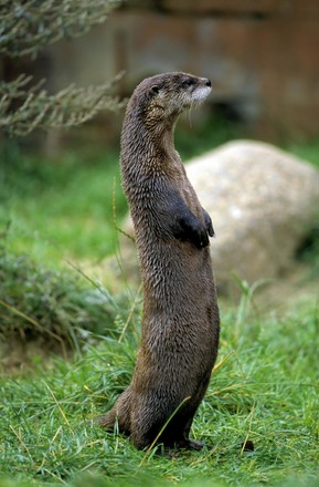 2,000 Eurasian river otter Stock Pictures, Editorial Images and Stock ...