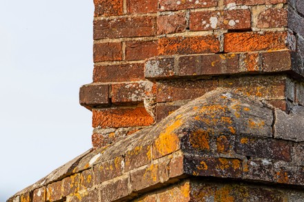 This Camouflaged Owl Plays Hide Seek Editorial Stock Photo - Stock