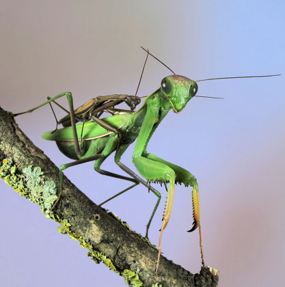 Tiny Male Mantis Mantis Religiosa Mating Editorial Stock Photo - Stock ...