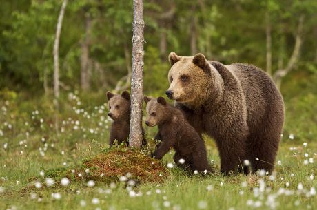 Bear Cubs Their Mother Editorial Stock Photo - Stock Image | Shutterstock