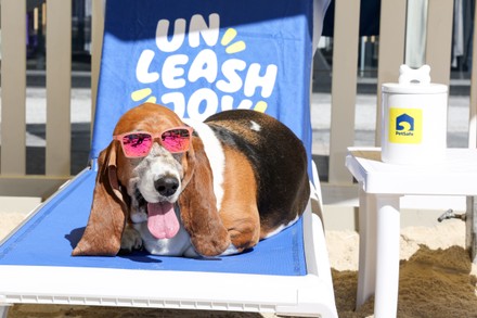 Jessica Simpson and her dog Penny launch the PetSafe Unleashed program and celebrated International Dog Day, Los Angeles, California, USA - 25 Aug 2023 Immagine stock editoriale