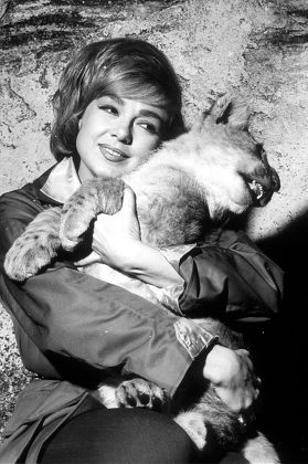 Edie Adams Editorial Stock Photo - Stock Image | Shutterstock