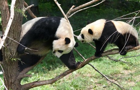 Mother panda catches falling baby cub, Washington, America - 08 Sep 2011
