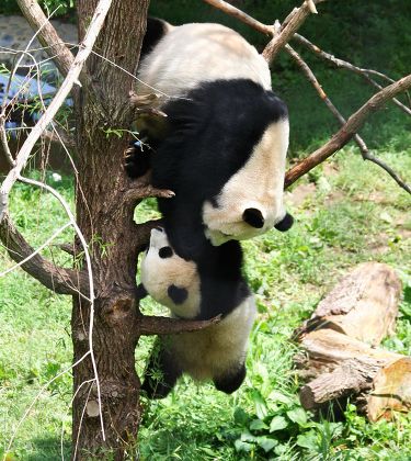 Mother panda catches falling baby cub, Washington, America - 08 Sep 2011
