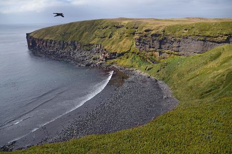 Sooty Albatrosses Ride Air Currents Above Editorial Stock Photo - Stock