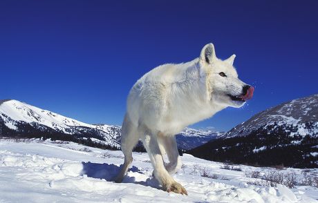 Arctic Wolf Canis Lupus Tundrarum Standing Editorial Stock Photo ...