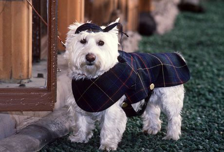 Literatuur Oom of meneer Vochtig Burberry Dog Coat Editorial Stock Photo - Stock Image | Shutterstock
