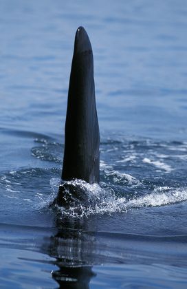 Killer Whale Orcinus Orca Dorsal Fin Editorial Stock Photo - Stock ...