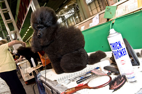 Poodle Grooming Kit Editorial Stock Photo - Stock Image | Shutterstock