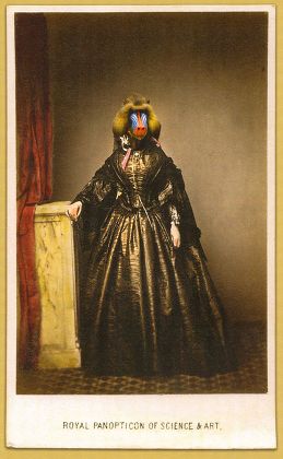'Visitorians' artwork which are a fusion between taxidermy and Victorian 'carte de visite' portrait calling cards, Britain - 22 May 2012